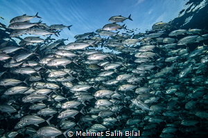 Jackfish shoal under surface. by Mehmet Salih Bilal 